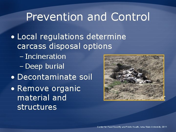 Prevention and Control • Local regulations determine carcass disposal options – Incineration – Deep