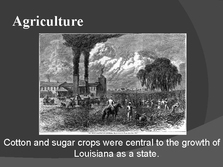 Agriculture Cotton and sugar crops were central to the growth of Louisiana as a