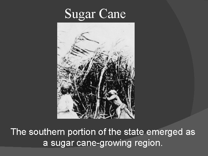 Sugar Cane The southern portion of the state emerged as a sugar cane-growing region.