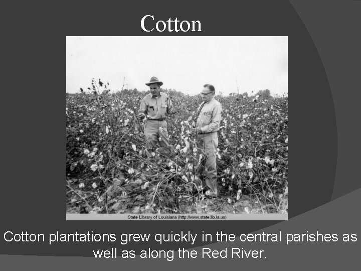 Cotton plantations grew quickly in the central parishes as well as along the Red