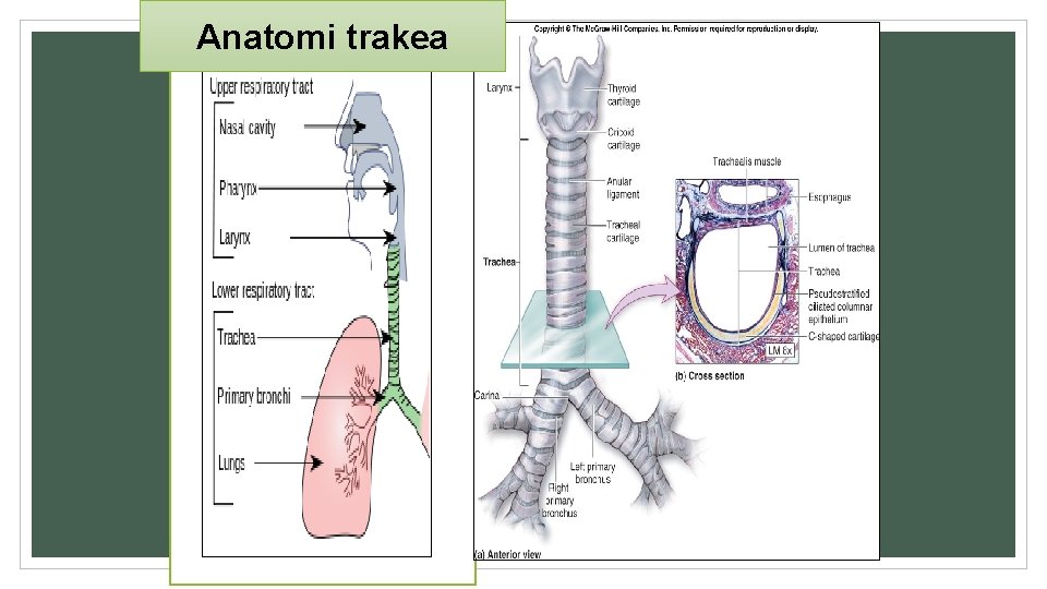 Anatomi trakea 