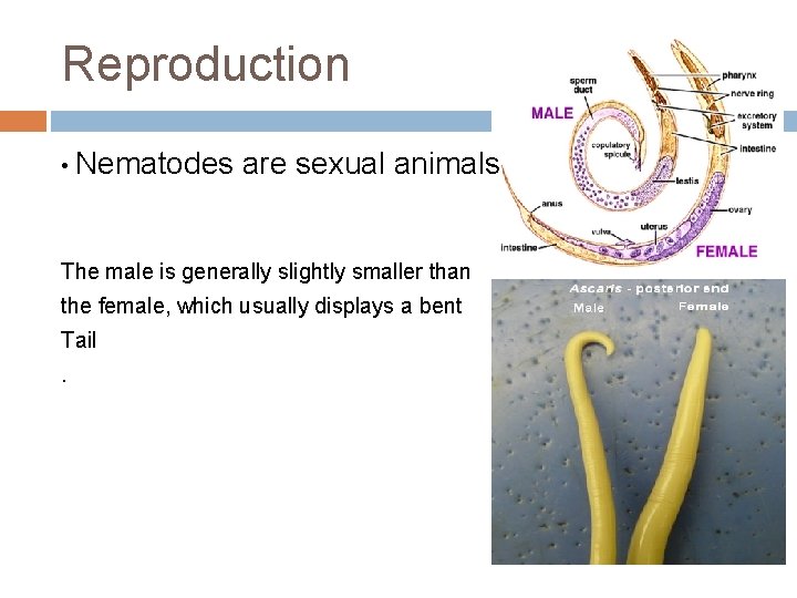 Reproduction • Nematodes are sexual animals The male is generally slightly smaller than the