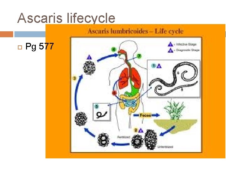 Ascaris lifecycle Pg 577 