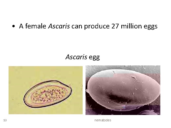 • A female Ascaris can produce 27 million eggs Ascaris egg 13 nematodes