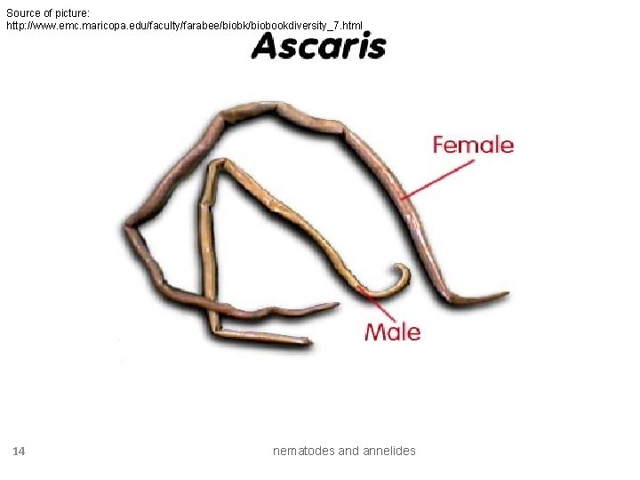 Source of picture: http: //www. emc. maricopa. edu/faculty/farabee/biobk/biobookdiversity_7. html 14 nematodes and annelides 