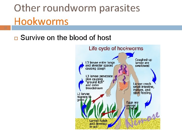 16 Other roundworm parasites Hookworms Survive on the blood of host 