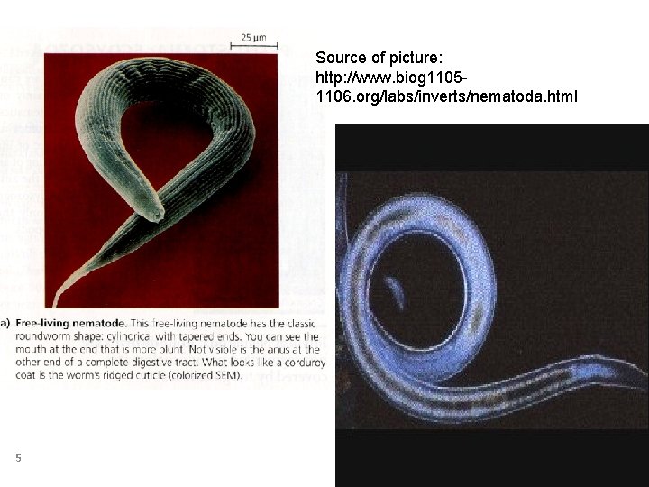 Source of picture: http: //www. biog 11051106. org/labs/inverts/nematoda. html 5 