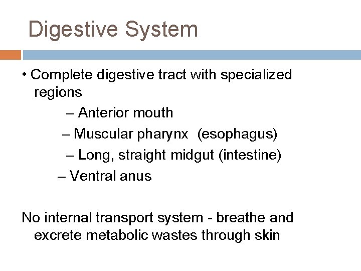 Digestive System • Complete digestive tract with specialized regions – Anterior mouth – Muscular