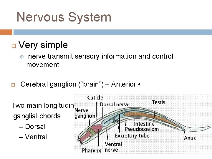 Nervous System Very simple nerve transmit sensory information and control movement Cerebral ganglion (“brain”)