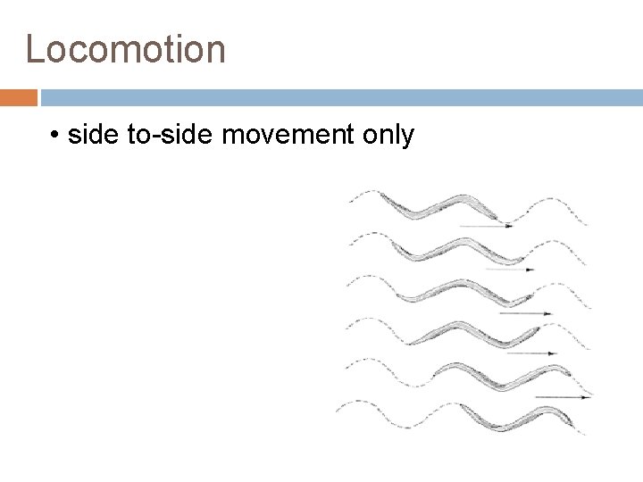 Locomotion • side to-side movement only 