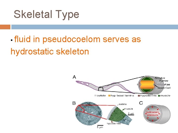 Skeletal Type • fluid in pseudocoelom serves as hydrostatic skeleton 