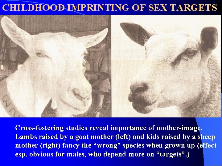 CHILDHOOD IMPRINTING OF SEX TARGETS Cross-fostering studies reveal importance of mother-image. Lambs raised by