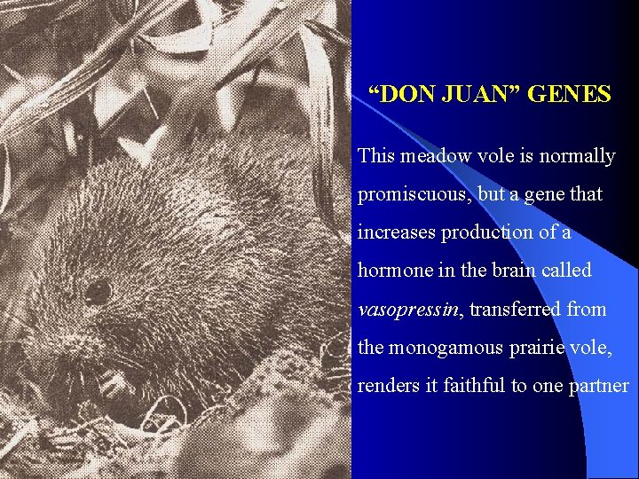 “DON JUAN” GENES This meadow vole is normally promiscuous, but a gene that increases