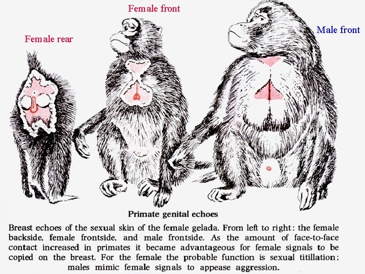 Female front Female rear Male front 
