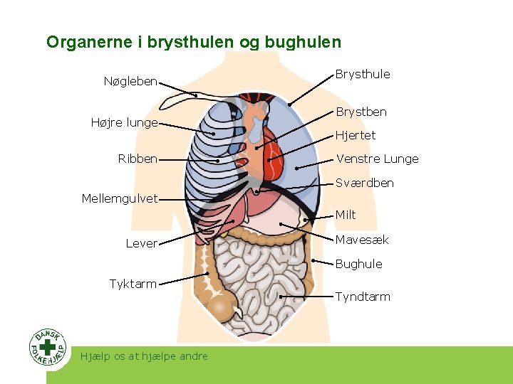 Organerne i brysthulen og bughulen Nøgleben Højre lunge Ribben Brysthule Brystben Hjertet Venstre Lunge Organerne i brysthulen og bughulen Nøgleben Højre lunge Ribben Brysthule Brystben Hjertet Venstre Lunge