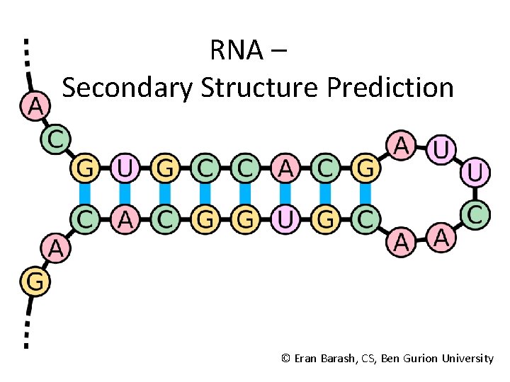 RNA – Secondary Structure Prediction © Eran Barash, CS, Ben Gurion University 