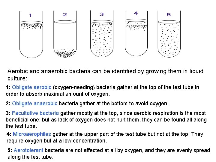 Aerobic and anaerobic bacteria can be identified by growing them in liquid culture: 1: