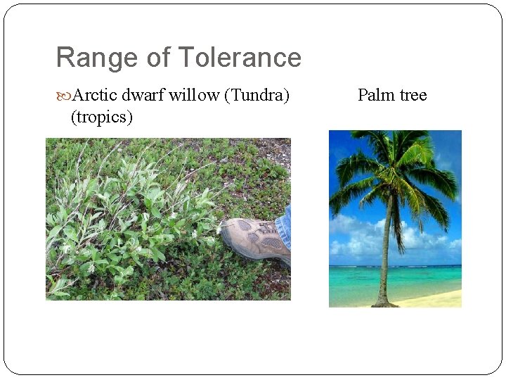 Range of Tolerance Arctic dwarf willow (Tundra) (tropics) Palm tree 