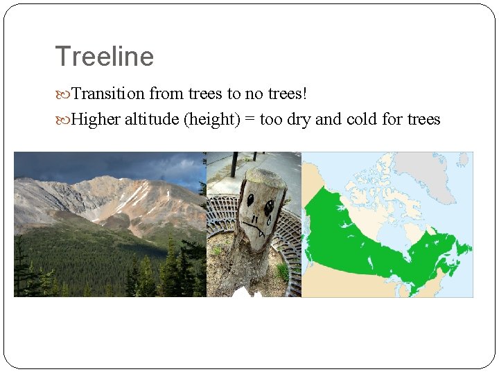 Treeline Transition from trees to no trees! Higher altitude (height) = too dry and