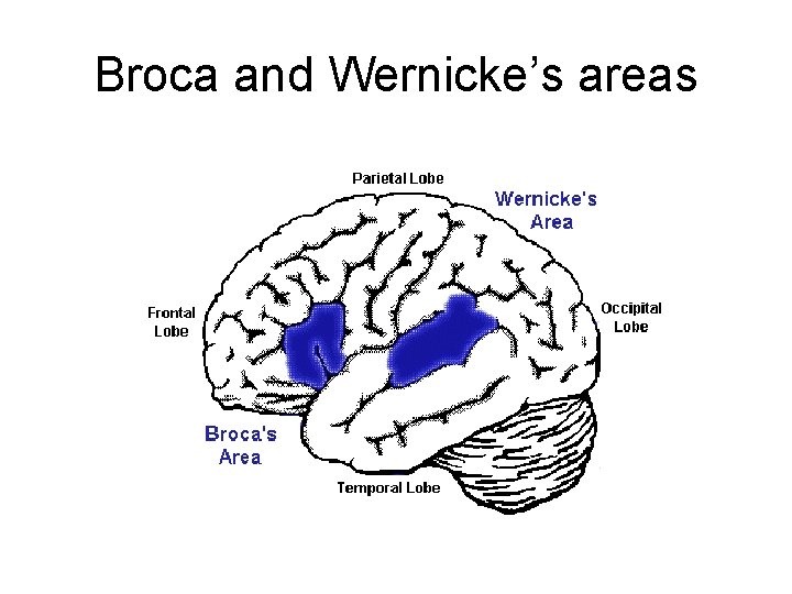 Broca and Wernicke’s areas 
