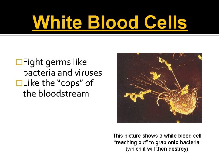 White Blood Cells �Fight germs like bacteria and viruses �Like the “cops” of the