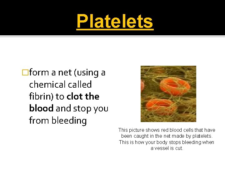 Platelets �form a net (using a chemical called fibrin) to clot the blood and