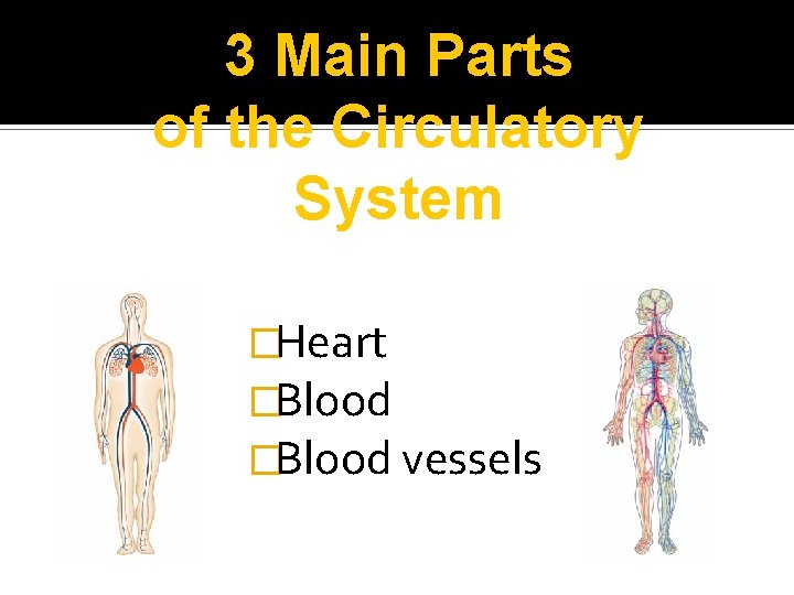 3 Main Parts of the Circulatory System �Heart �Blood vessels 