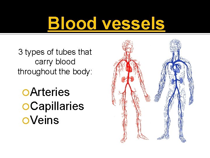 Blood vessels 3 types of tubes that carry blood throughout the body: Arteries Capillaries