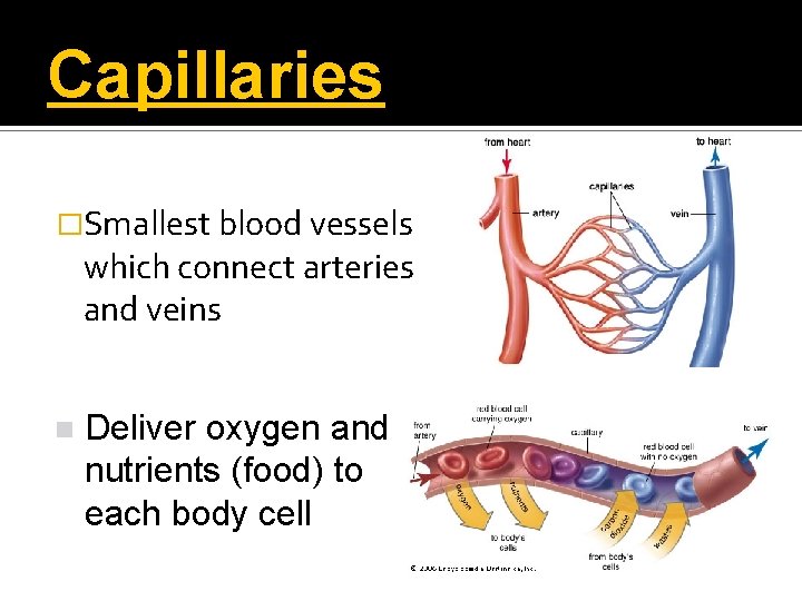 Capillaries �Smallest blood vessels which connect arteries and veins n Deliver oxygen and nutrients