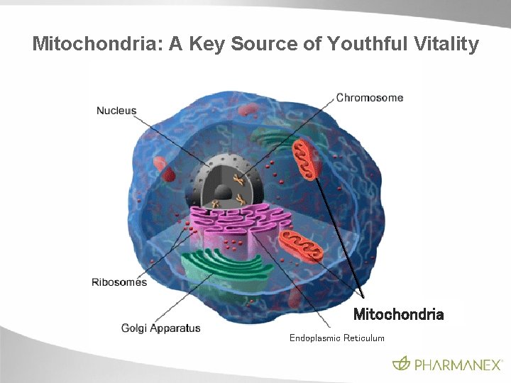 Mitochondria: A Key Source of Youthful Vitality Mitochondria Endoplasmic Reticulum Mitochondria: A Key Source of Youthful Vitality Mitochondria Endoplasmic Reticulum