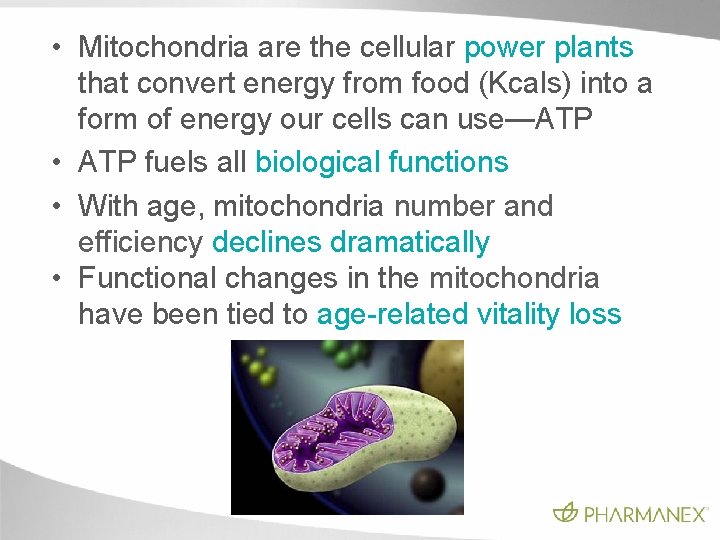 • Mitochondria are the cellular power plants that convert energy from food (Kcals) • Mitochondria are the cellular power plants that convert energy from food (Kcals)