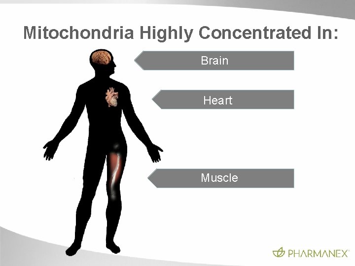 Mitochondria Highly Concentrated In: Brain Heart Muscle Mitochondria Highly Concentrated In: Brain Heart Muscle