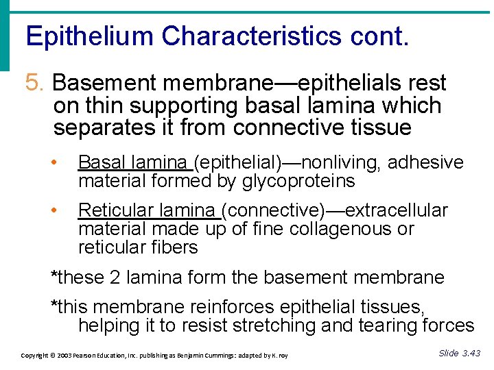 Epithelium Characteristics cont. 5. Basement membrane—epithelials rest on thin supporting basal lamina which separates