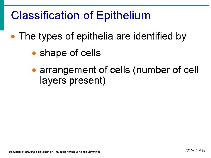 Classification of Epithelium · The types of epithelia are identified by · shape of