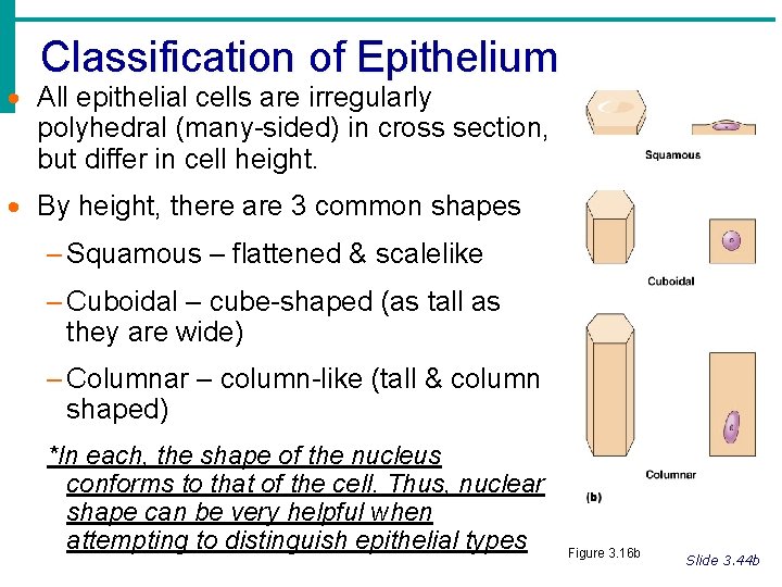 Classification of Epithelium · All epithelial cells are irregularly polyhedral (many-sided) in cross section,