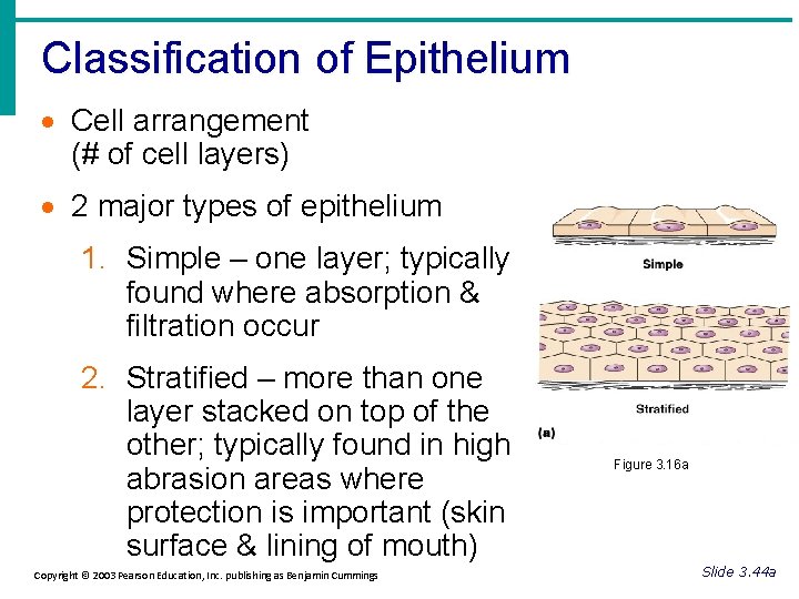 Classification of Epithelium · Cell arrangement (# of cell layers) · 2 major types