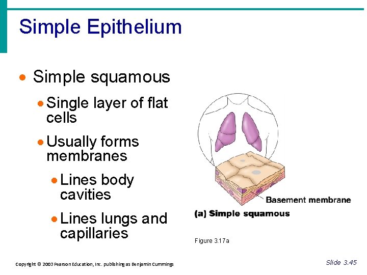 Simple Epithelium · Simple squamous · Single layer of flat cells · Usually forms