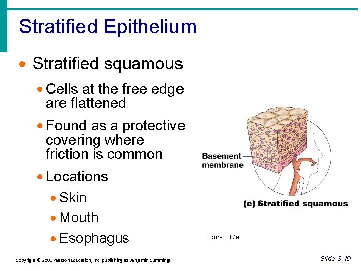 Stratified Epithelium · Stratified squamous · Cells at the free edge are flattened ·