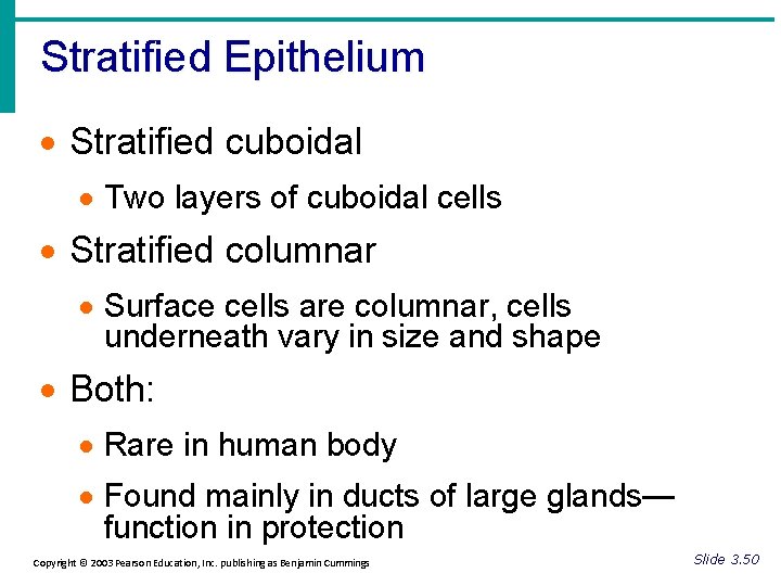 Stratified Epithelium · Stratified cuboidal · Two layers of cuboidal cells · Stratified columnar