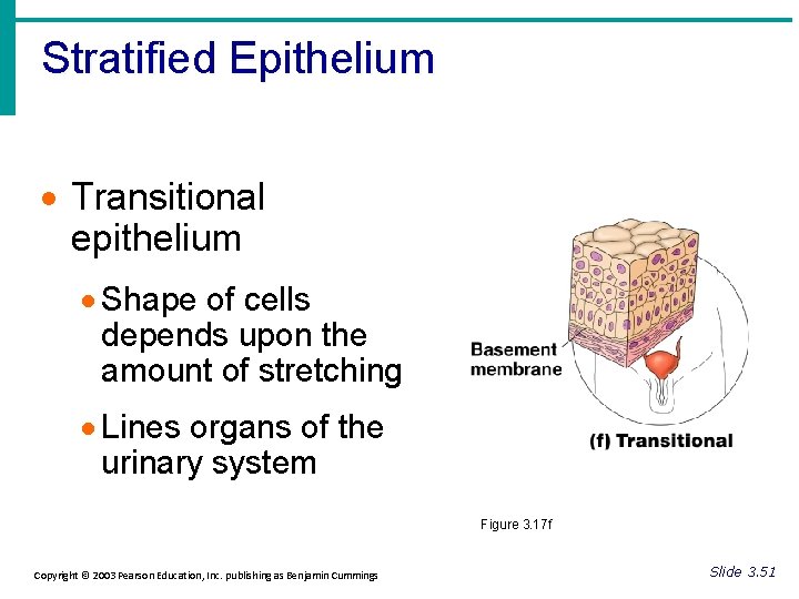 Stratified Epithelium · Transitional epithelium · Shape of cells depends upon the amount of