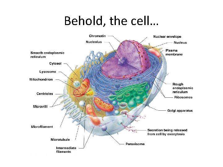 Behold, the cell… 