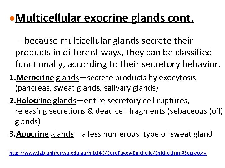 ·Multicellular exocrine glands cont. --because multicellular glands secrete their products in different ways, they