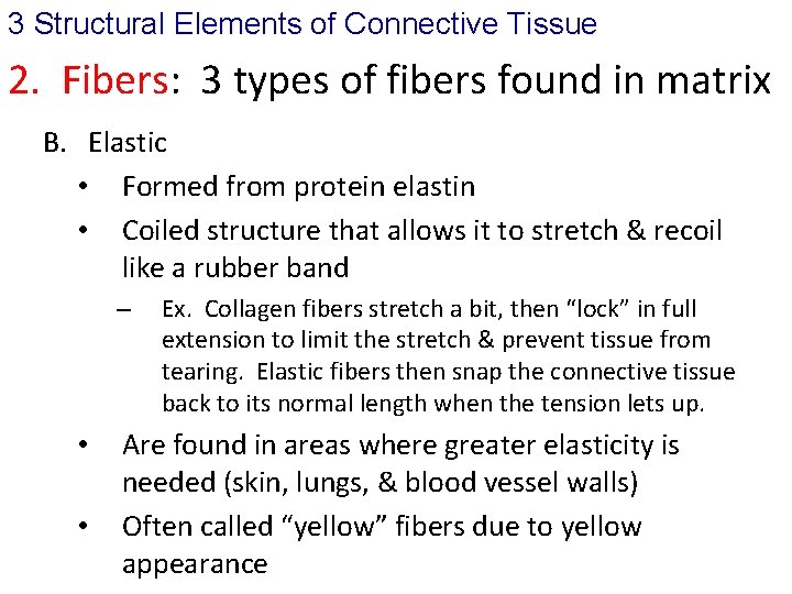3 Structural Elements of Connective Tissue 2. Fibers: 3 types of fibers found in