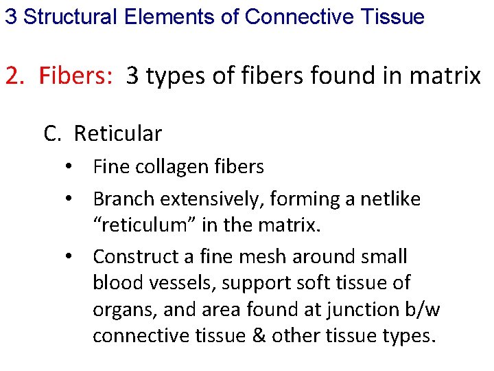 3 Structural Elements of Connective Tissue 2. Fibers: 3 types of fibers found in