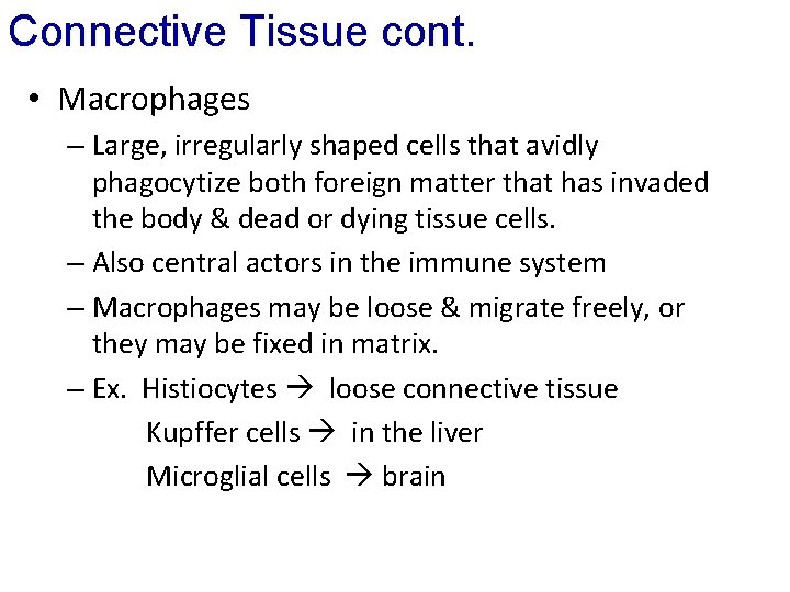 Connective Tissue cont. • Macrophages – Large, irregularly shaped cells that avidly phagocytize both
