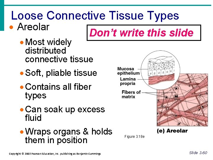 Loose Connective Tissue Types · Areolar Don’t write this slide · Most widely distributed