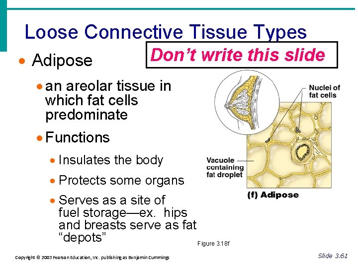 Loose Connective Tissue Types · Adipose Don’t write this slide · an areolar tissue