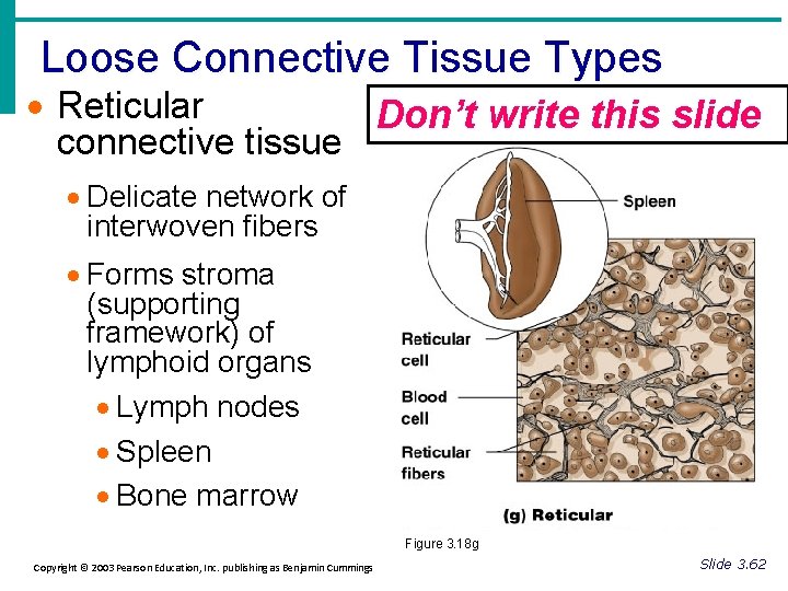 Loose Connective Tissue Types · Reticular Don’t write this slide connective tissue · Delicate