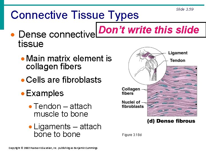 Connective Tissue Types Slide 3. 59 Don’t write this slide · Dense connective tissue