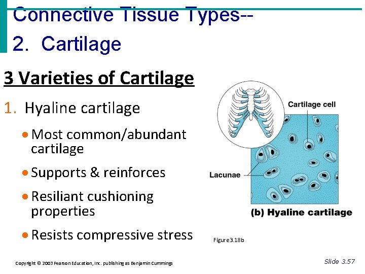 Connective Tissue Types-2. Cartilage 3 Varieties of Cartilage 1. Hyaline cartilage · Most common/abundant